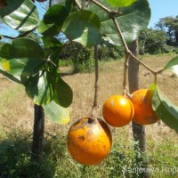 Strychnos nux-vomica L.